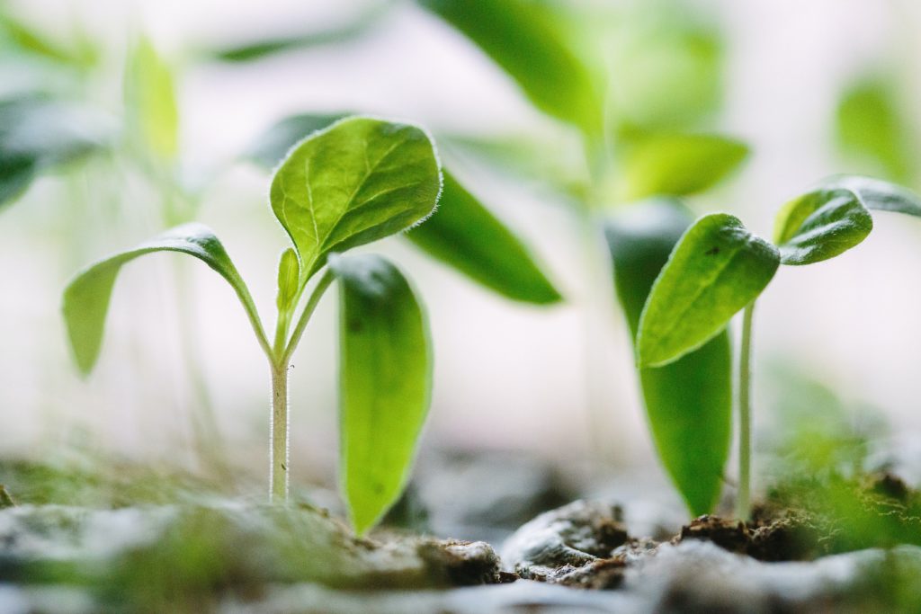 environmental footprint